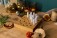 Adventskalender mit Gutscheinen